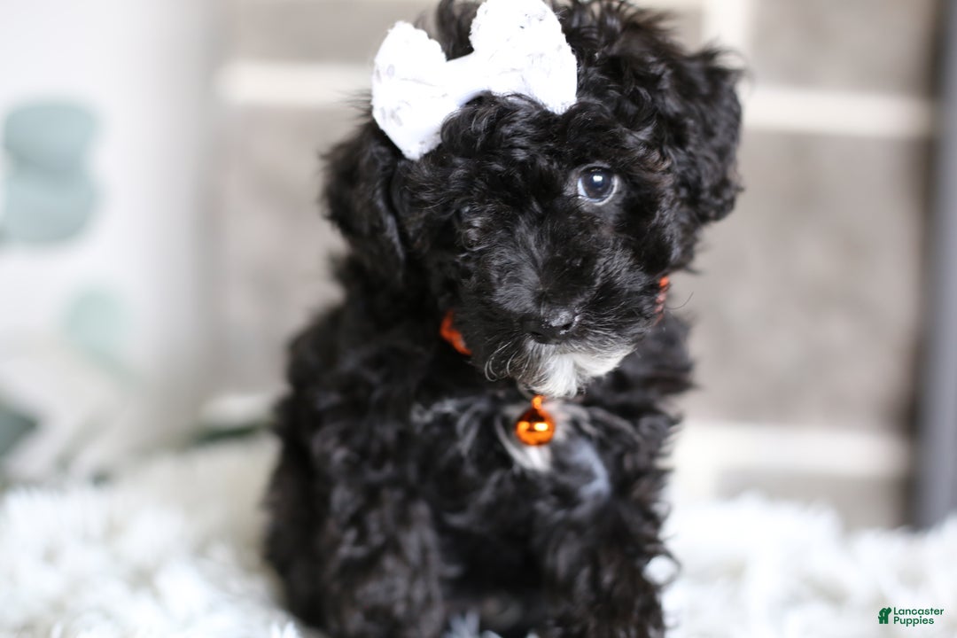 Miniature Poodle dogs for sale: Gracie  - Ad 13