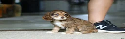 Cocker Spaniel dogs for sale: Lulu - Ad 1