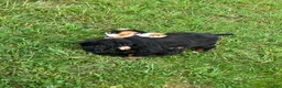 Bernese Mountain Dog dogs for sale: Blue collar- Bocephus - Ad 7