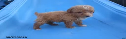 Yorkiepoo dogs for sale: Gene - Ad 9