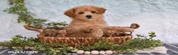 Bichpoo dogs for sale: Harmony - Ad 1