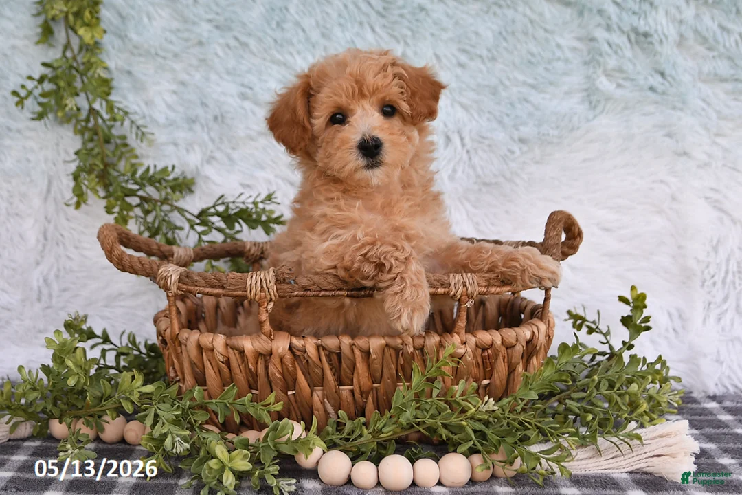Bichpoo dogs for sale: Harmony - Ad 1