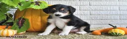 Mixed Breed dogs for sale: Karla - Ad 5