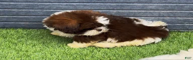 Shih Tzu 3 Felix