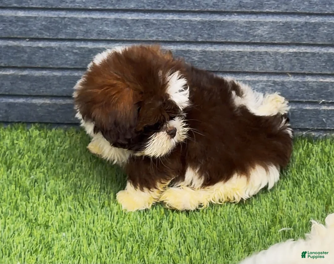 Shih Tzu dogs for sale: Shih Tzu 3 Felix - Ad 1