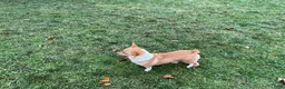Welsh Corgi Pembroke dogs for sale: Tonya - Ad 10