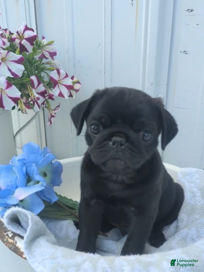 Pug dogs Zeke  - Ad 1
