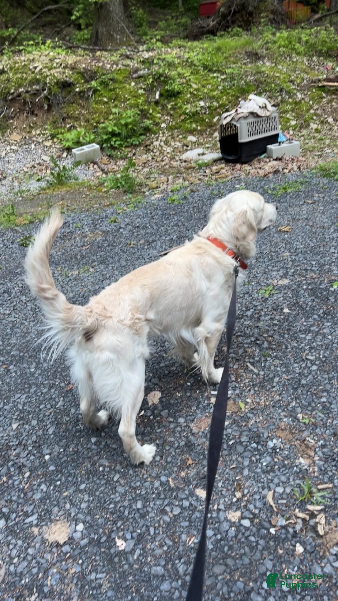 Golden Retriever dogs Brody - Ad 2