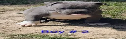 American Bully dogs for sale: American Bully Puppy 4 - Ad 5