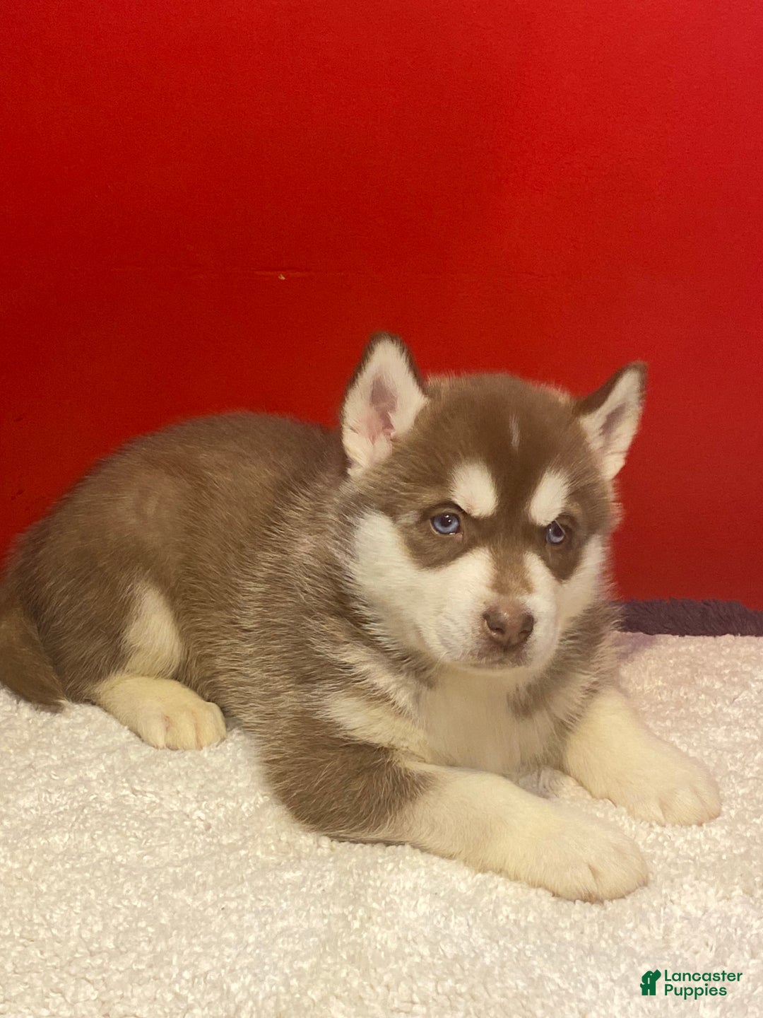 Siberian Husky dogs for sale: Oscar - Ad 10
