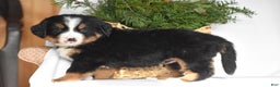 Bernese Mountain Dog dogs for sale: Rowdy - Ad 3