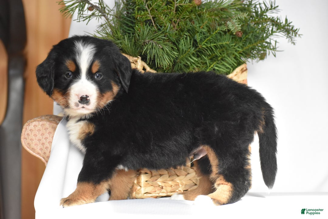 Bernese Mountain Dog dogs for sale: Rowdy - Ad 3
