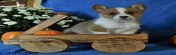 Welsh Corgi Pembroke dogs for sale: Kilo - Ad 3