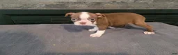 Boston Terrier dogs for sale: Lady.AKC  - Ad 5