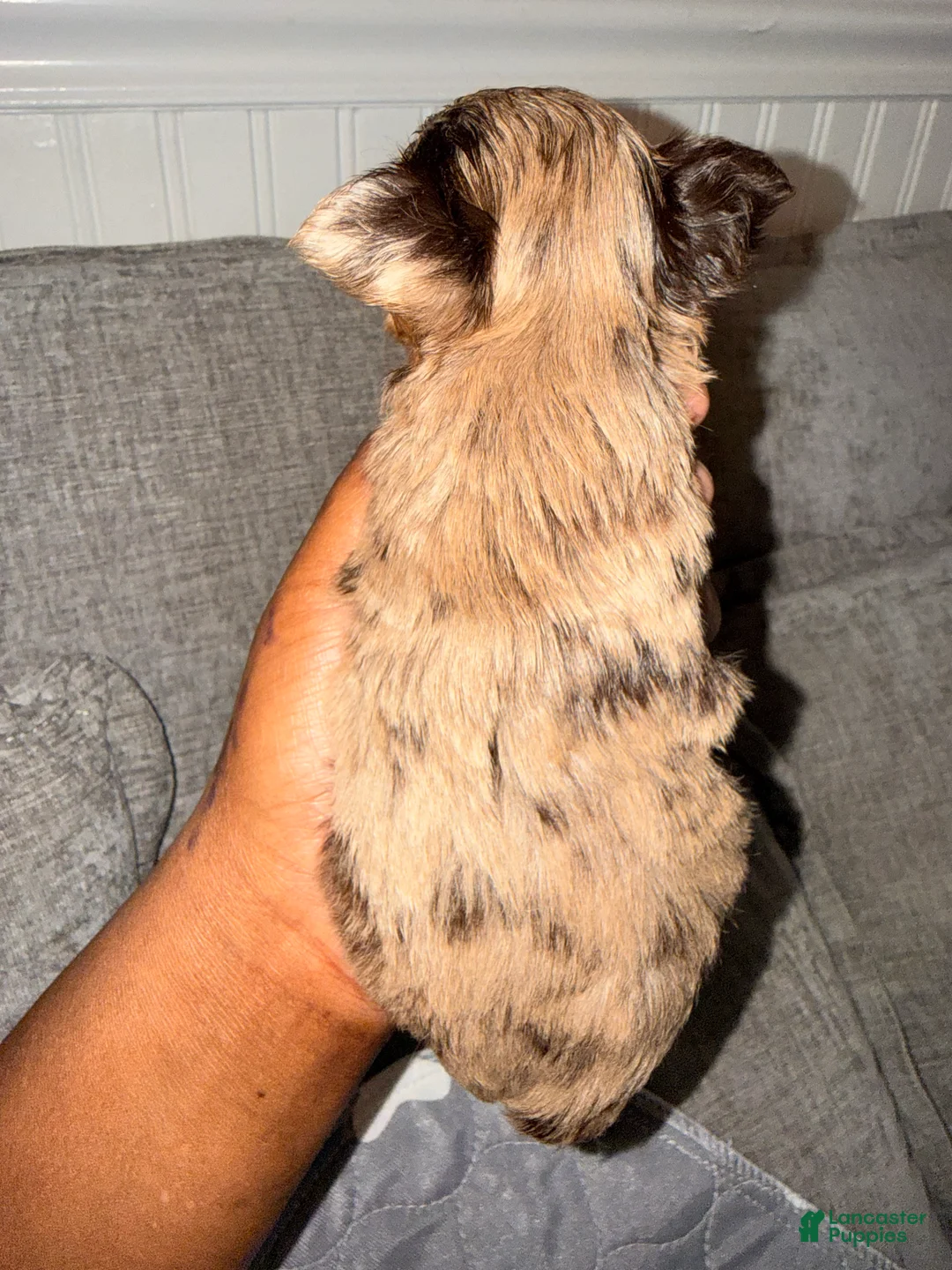 Yorkshire Terrier dogs for sale: Cutie Pie - Ad 1