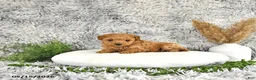 Toy Poodle dogs for sale: Jamin - Ad 2