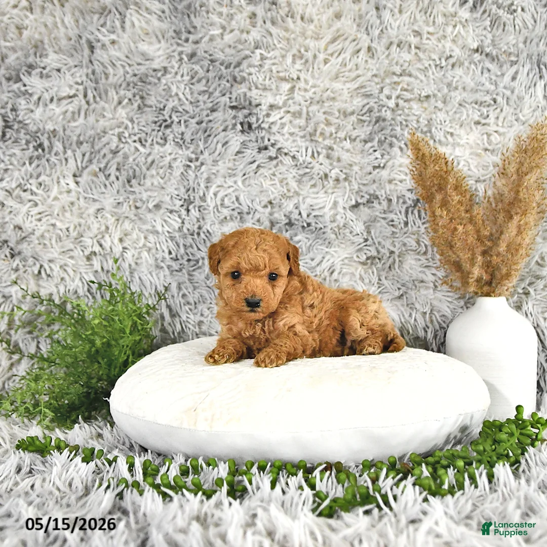 Toy Poodle dogs for sale: Jamin - Ad 2