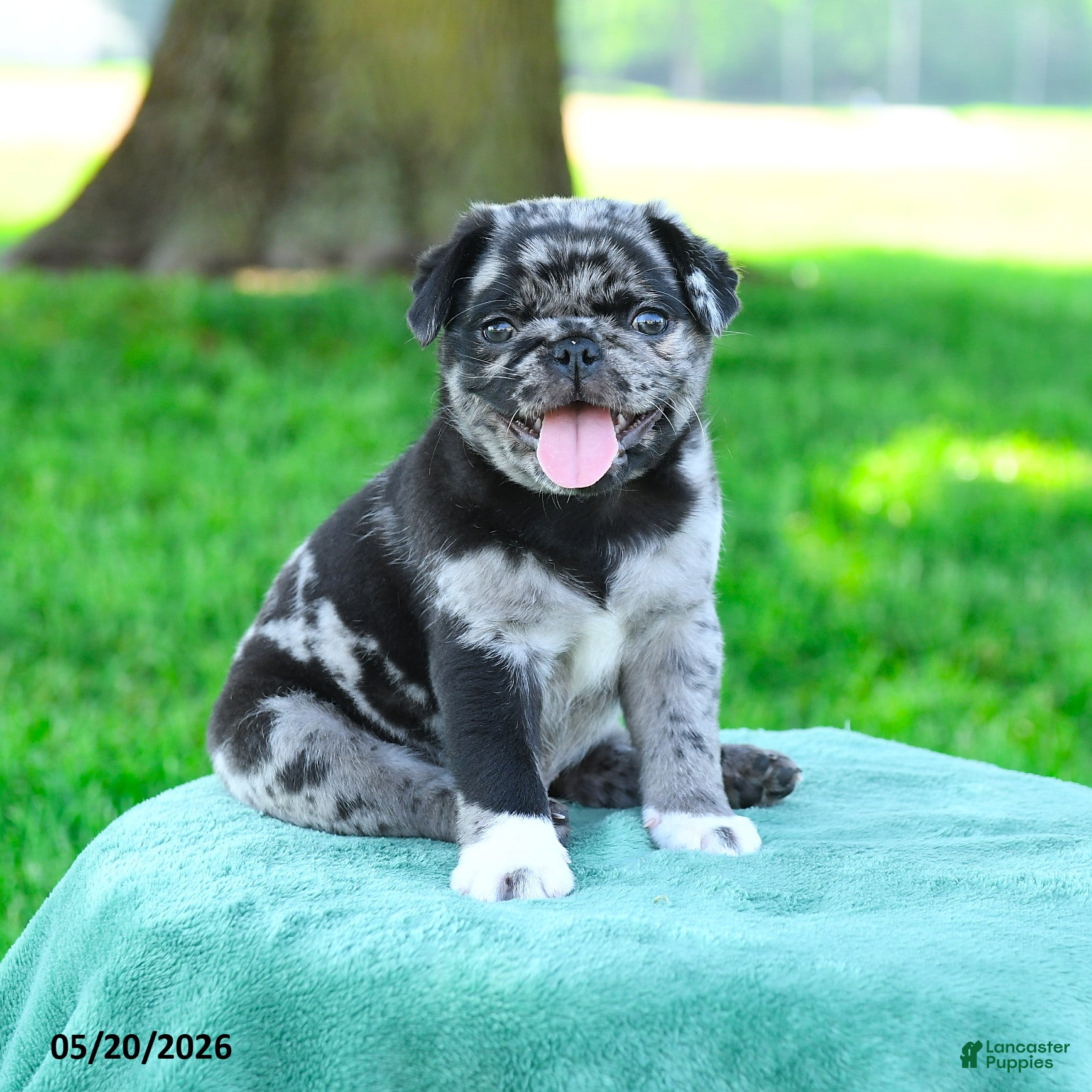 Pug dogs Alex - Ad 1
