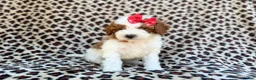 Cavapoo dogs for sale: Audrey - Ad 9