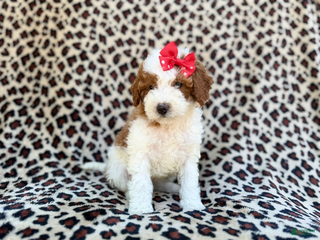 Cavapoo dogs for sale: Audrey - Ad 9