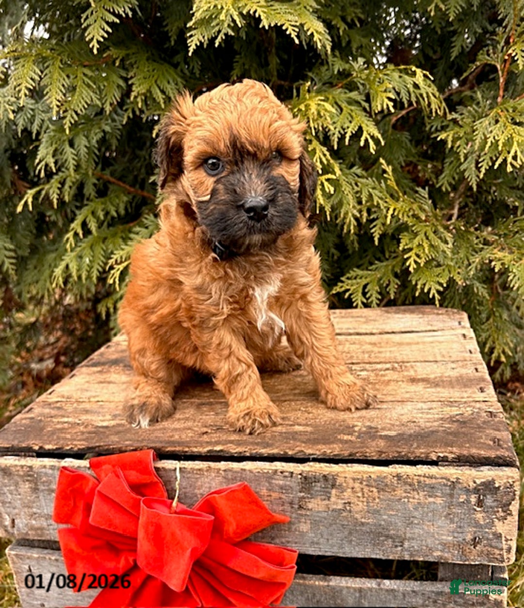 Whoodle dogs for sale: Eden - Ad 3