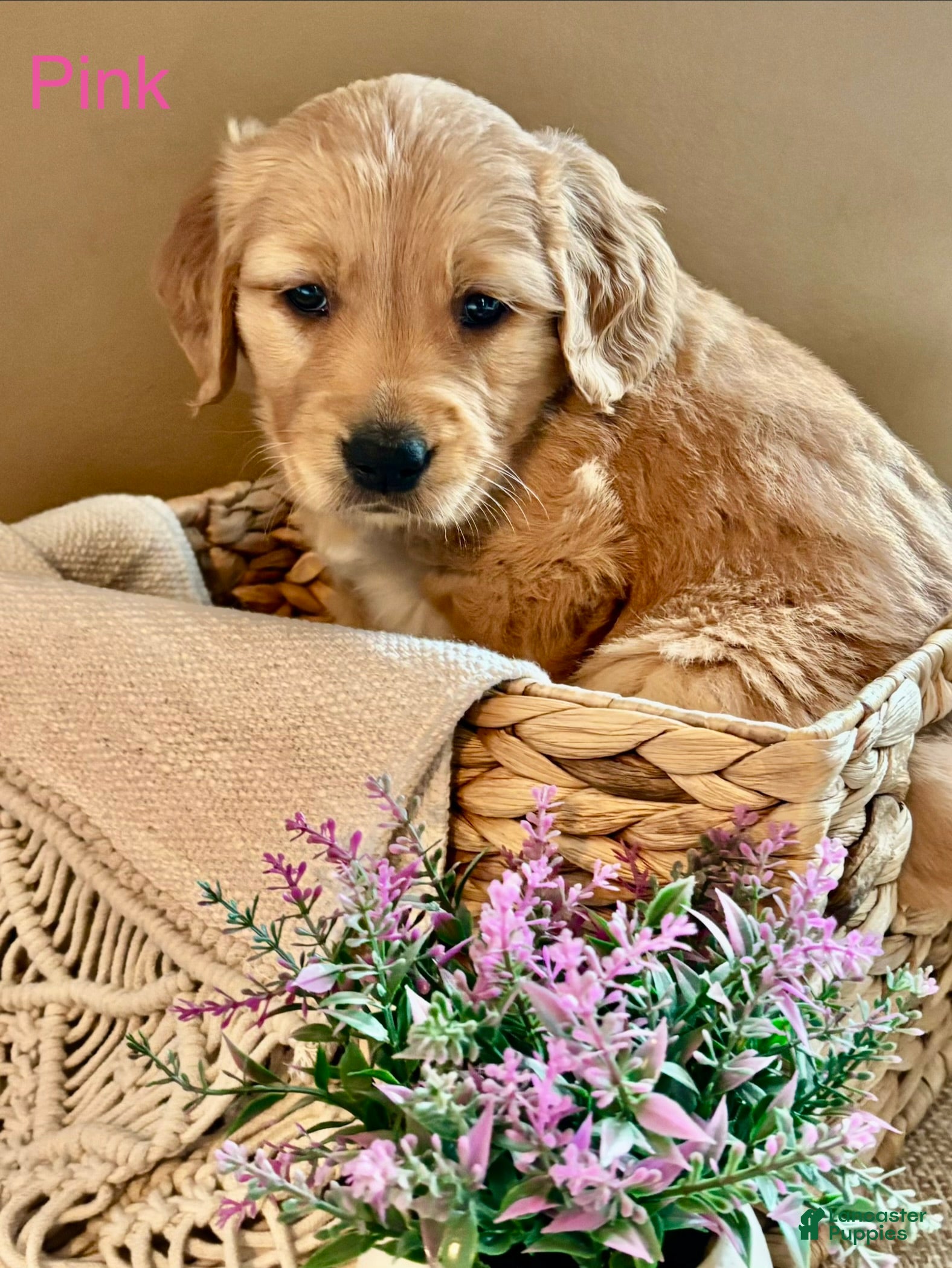 Golden Retriever dogs for sale: Golden Retriever Puppy 6 "PINK" - Ad 4