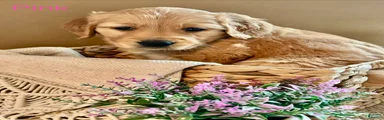 Golden Retriever Puppy 6 "PINK"