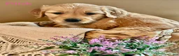 Golden Retriever dogs for sale: Golden Retriever Puppy 6 "PINK" - Ad 1