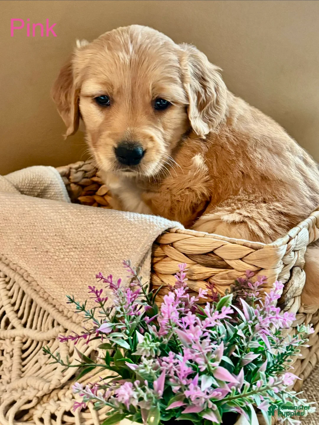 Golden Retriever dogs for sale: Golden Retriever Puppy 6 "PINK" - Ad 1