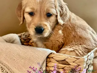 Golden Retriever dogs Golden Retriever Puppy 6 "PINK" - Ad 41