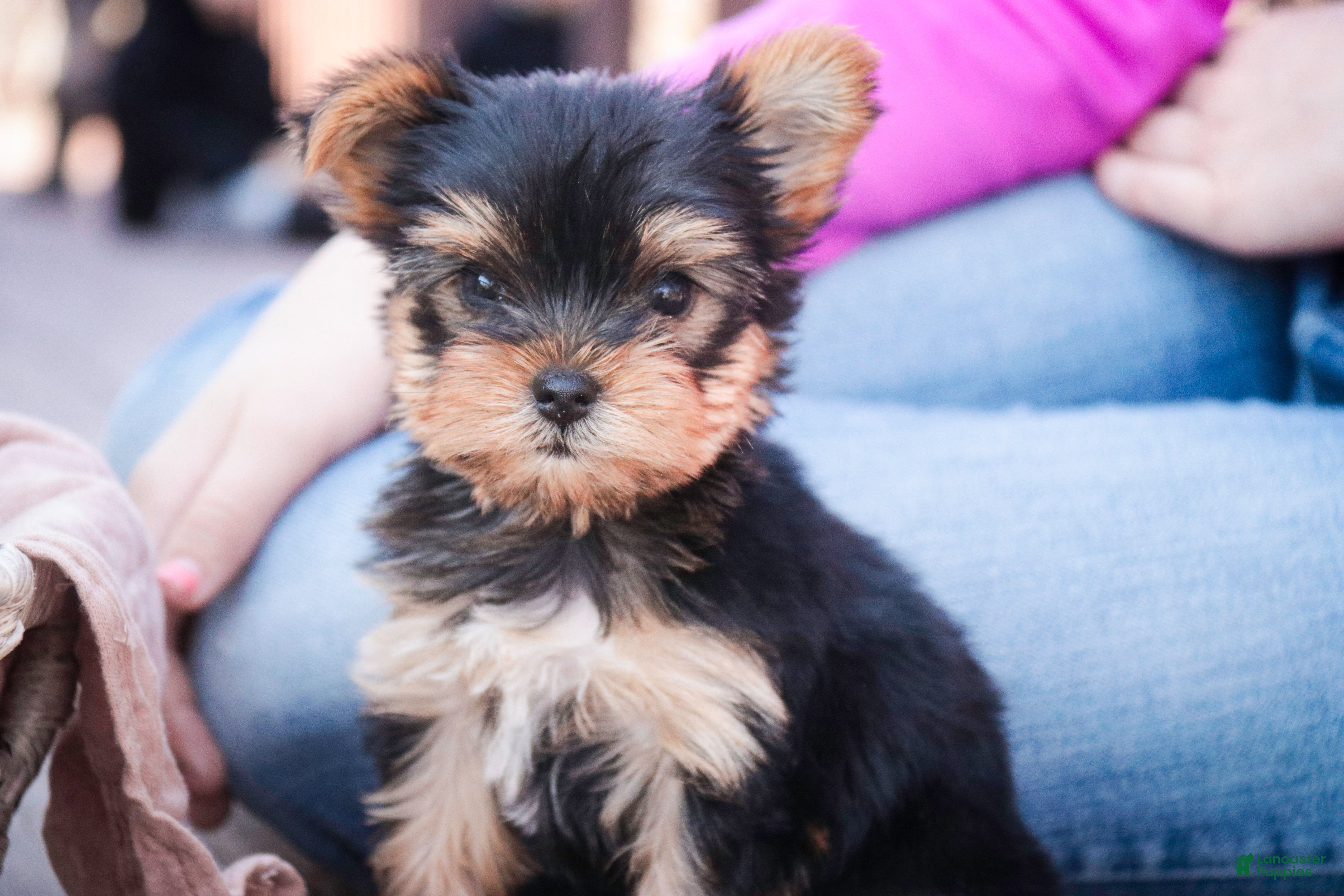 Yorkshire Terrier dogs Bitsy - Ad 1