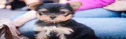 Yorkshire Terrier dogs for sale: Bitsy - Ad 1
