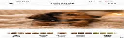 Miniature Dachshund dogs for sale: Tini - Ad 8