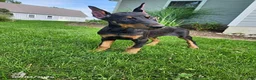 Doberman Pinscher dogs for sale: Knox - Ad 3