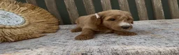 Goldendoodle dogs for sale: Xena - Ad 2