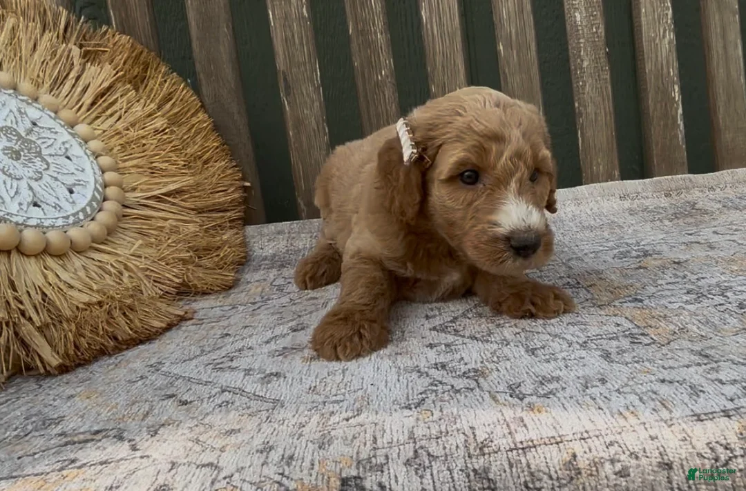 Goldendoodle dogs for sale: Xena - Ad 2