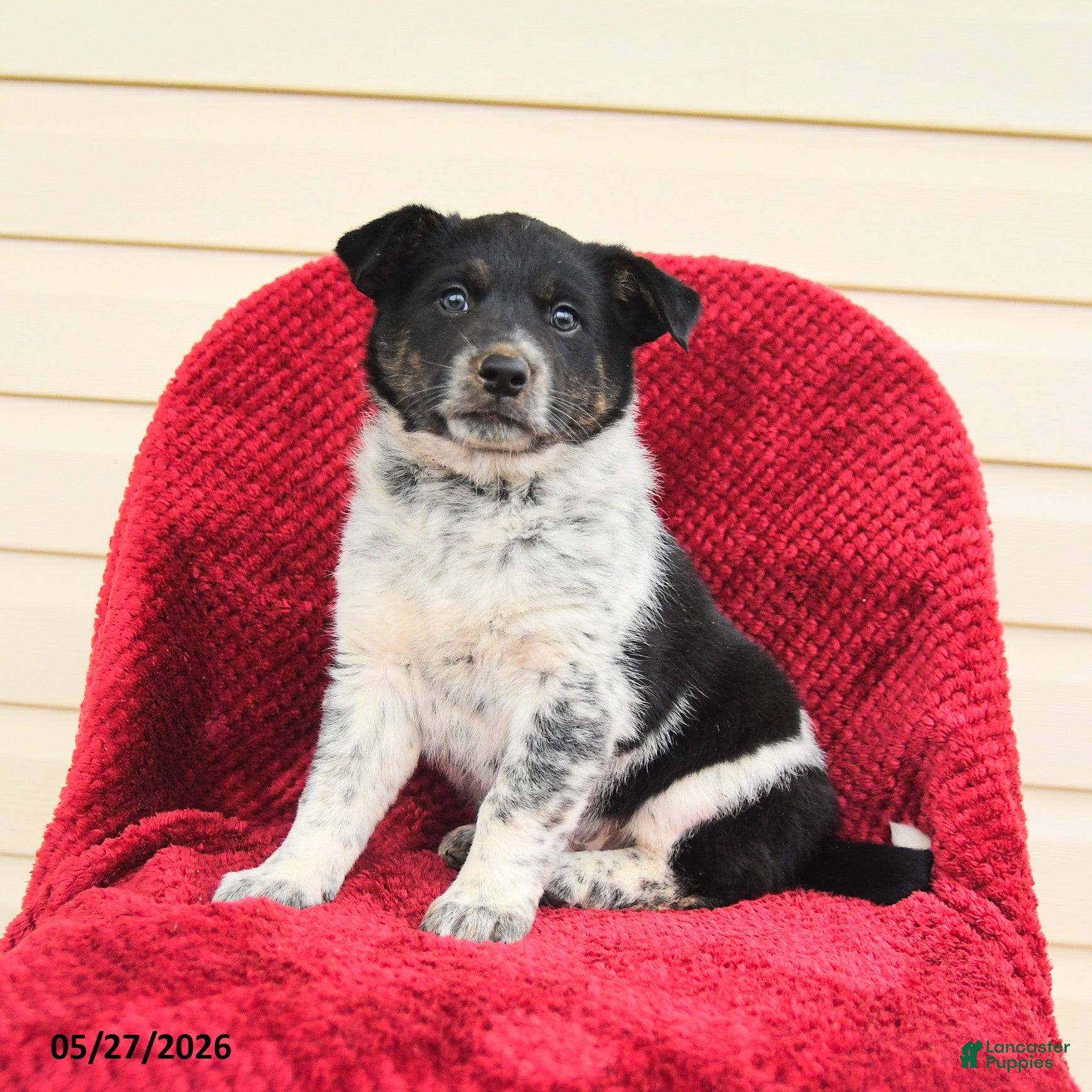 Mixed Breed dogs for sale: Reine - Ad 1