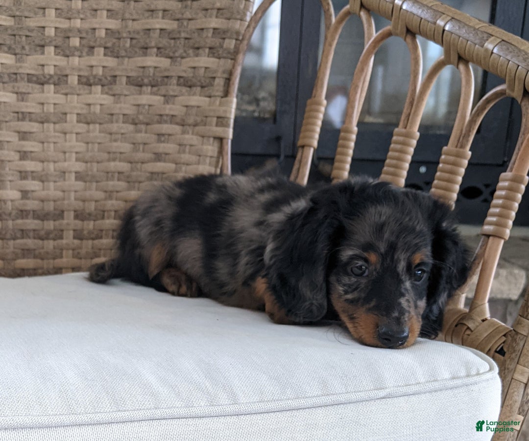 Miniature Dachshund dogs for sale: Frankie  - Ad 14