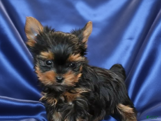 Yorkshire Terrier dogs Jakey-🐾 Adorable Teacup Yorkie-HOME RAISED🐾 - Ad 24