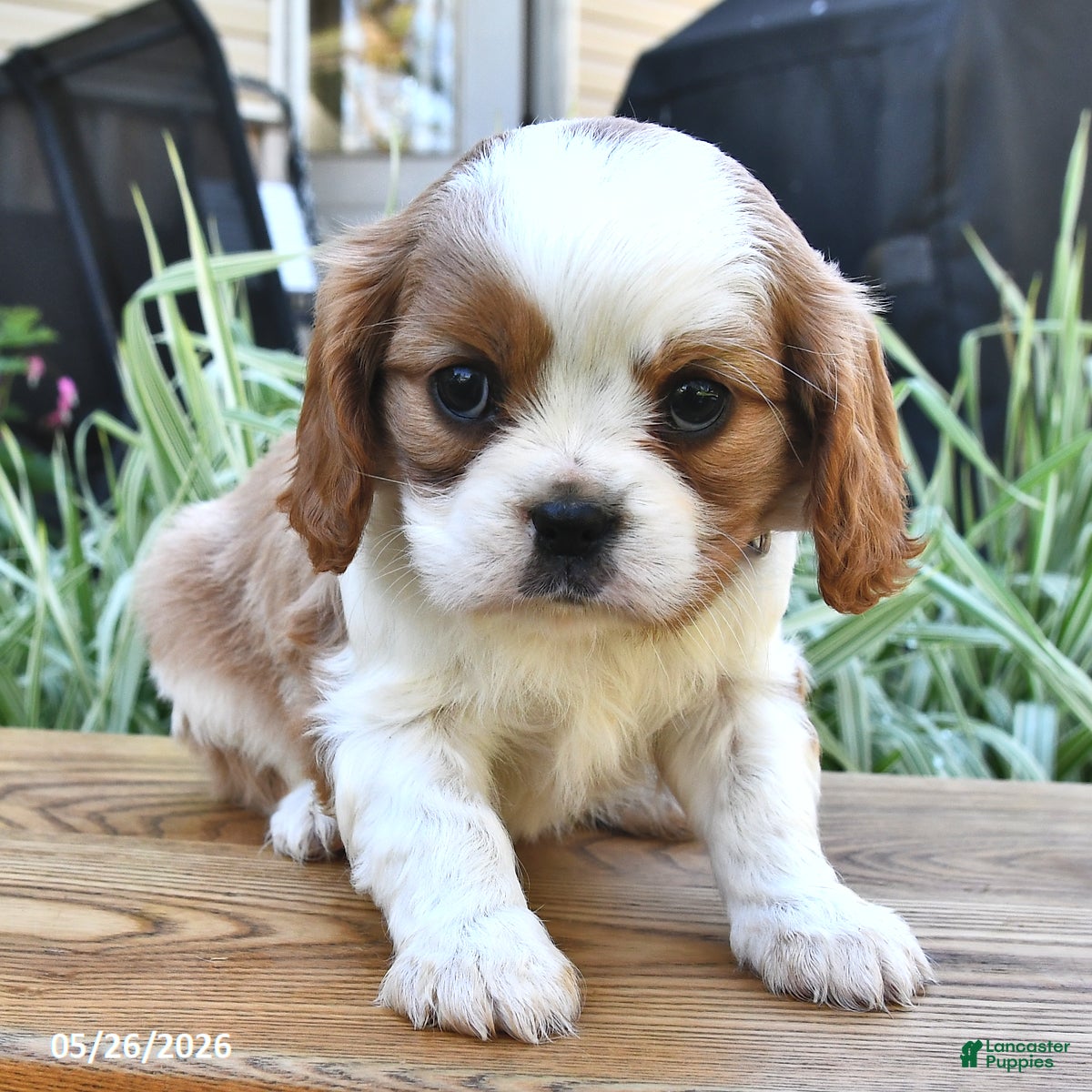 Cavalier King Charles Spaniel dogs Tina - Ad 1