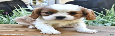 Tina