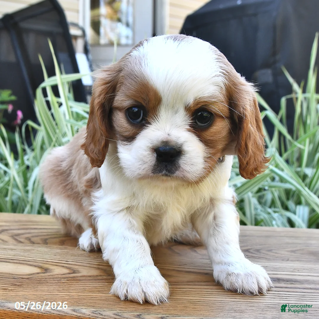 Cavalier King Charles Spaniel dogs for sale: Tina - Ad 1