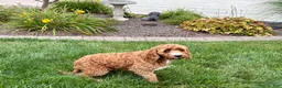 Cockapoo dogs for sale: Kip  - Ad 12