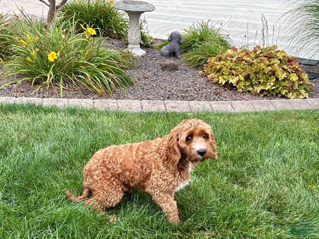 Cockapoo dogs for sale: Kip  - Ad 12