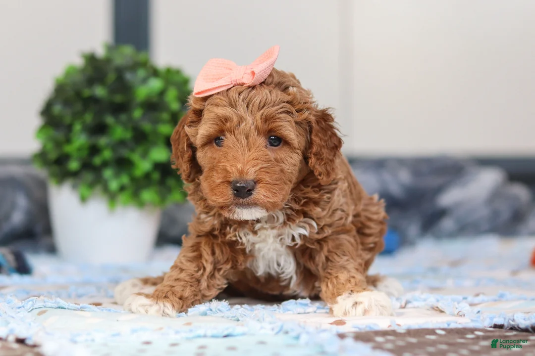 Mini Goldendoodle dogs for sale: Nellie - Ad 1