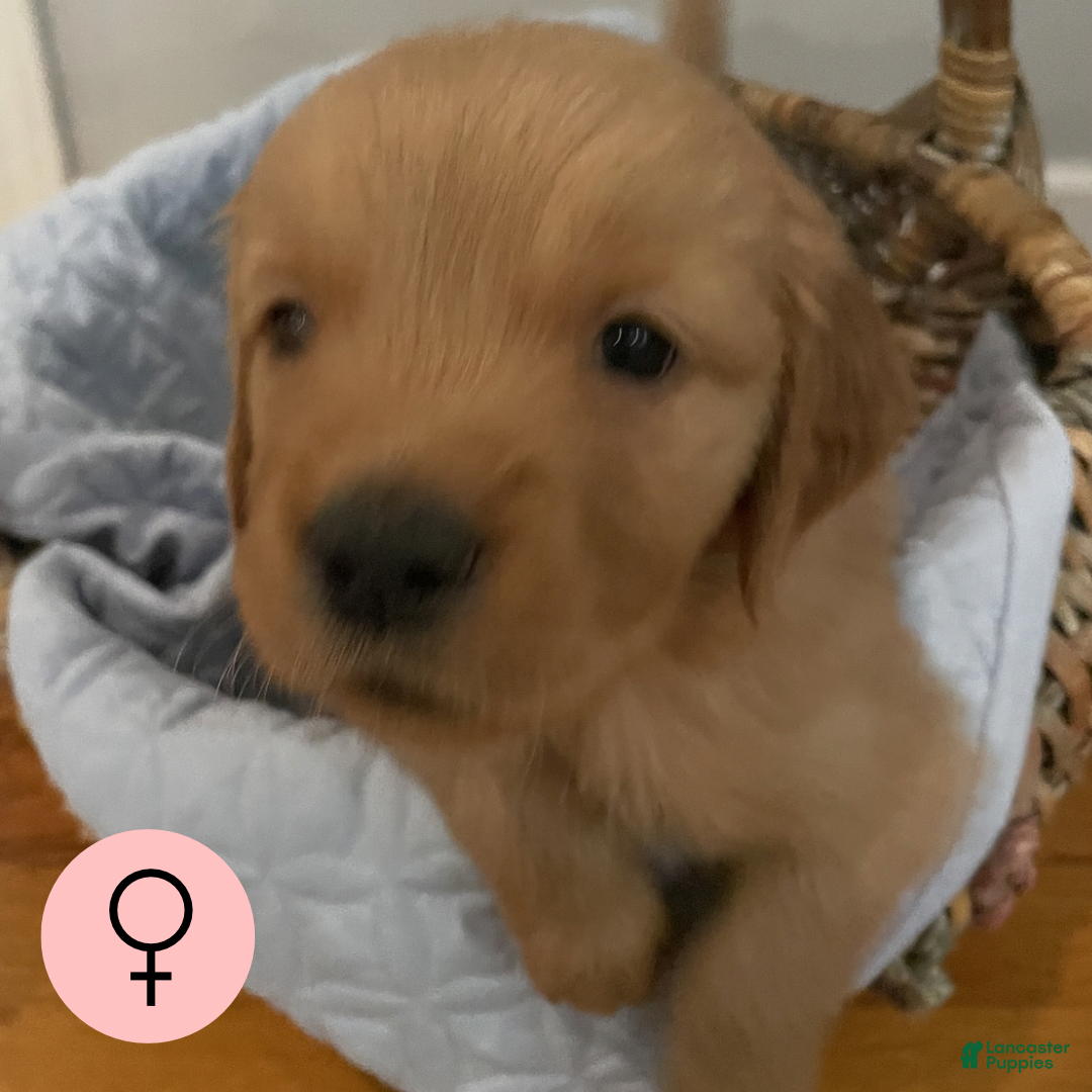 Golden Retriever dogs Golden Retriever 8 - Ad 40