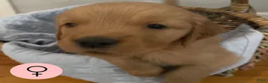 Golden Retriever 8