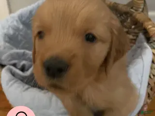 Golden Retriever dogs Golden Retriever 8 - Ad 40