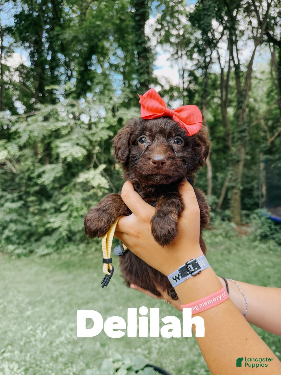 Aussiedoodle dogs for sale: Delilah  - Ad 2