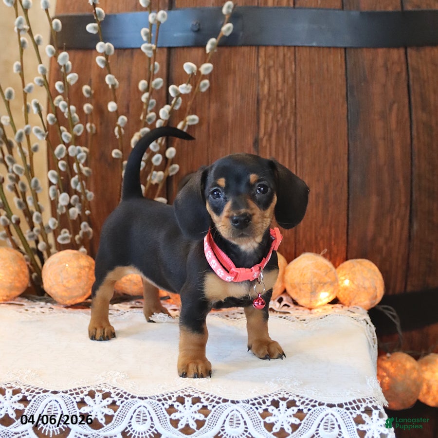 Miniature Dachshund dogs Sunny  - Ad 1
